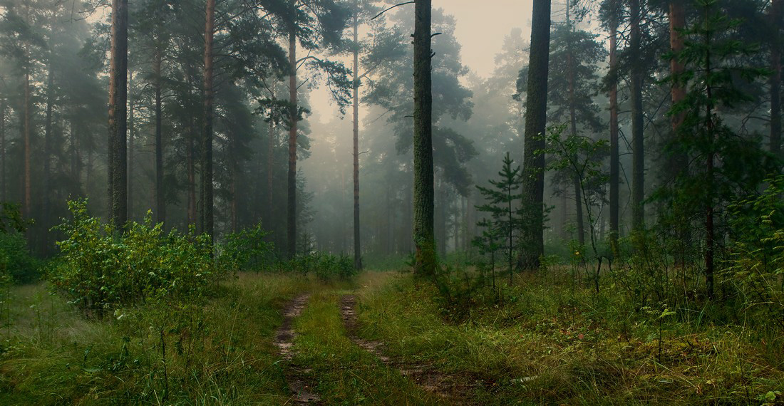 In den Morgen im Wald