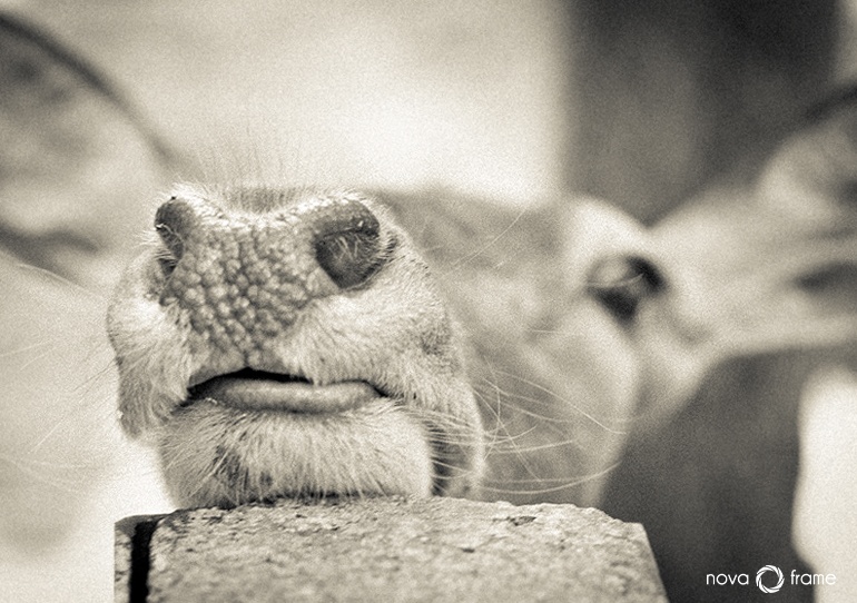 .. Es Nasen Schiffe ...