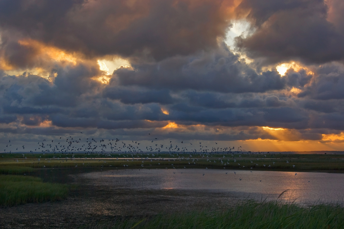 Evening in der Mündung