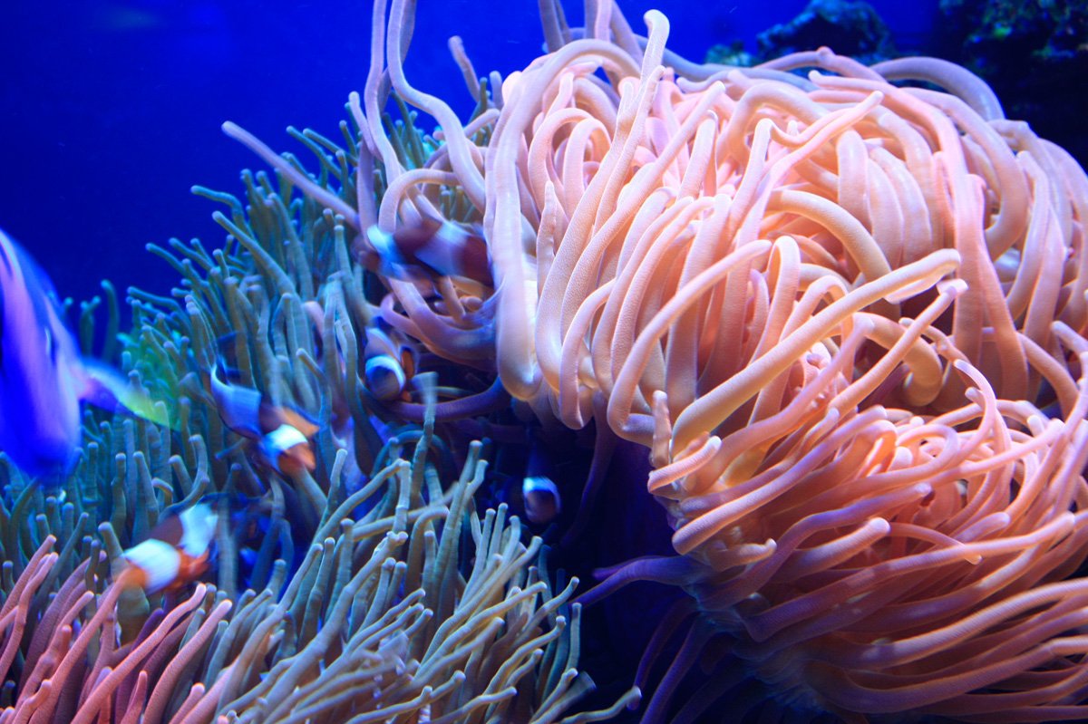 Malen Sie die Unterwasserwelt