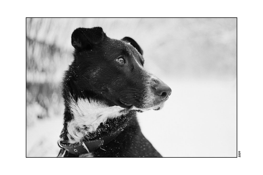 Porträt eines Freundes