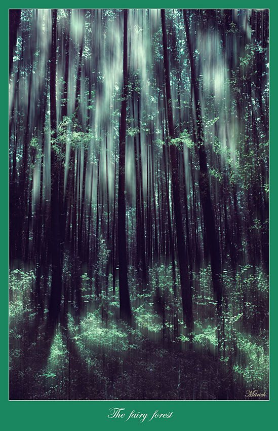 The fairy forest