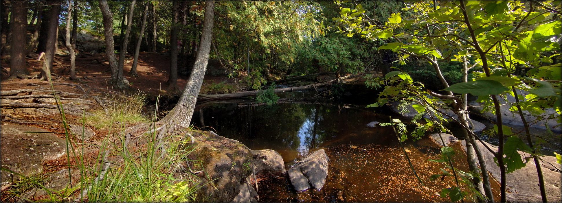 in den dichten Wäldern Muskoka