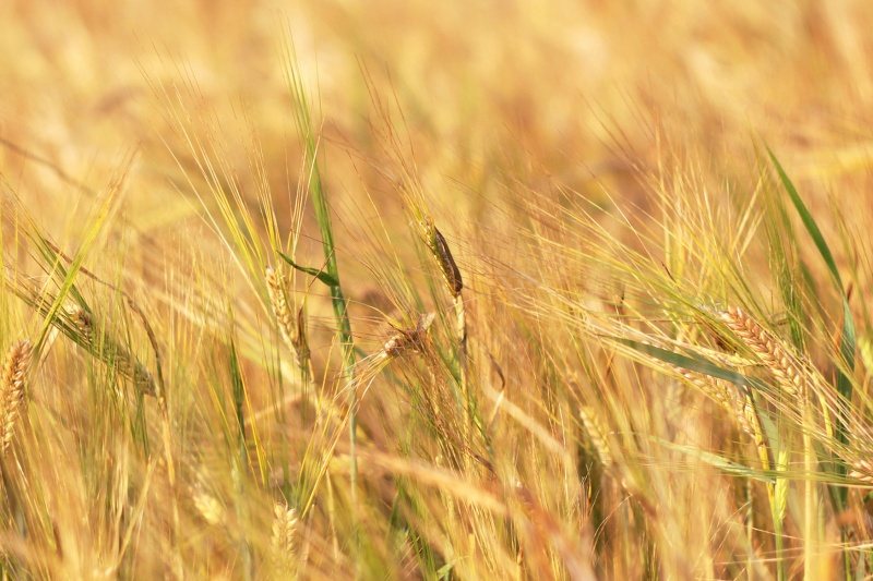 Belarussischen zolata