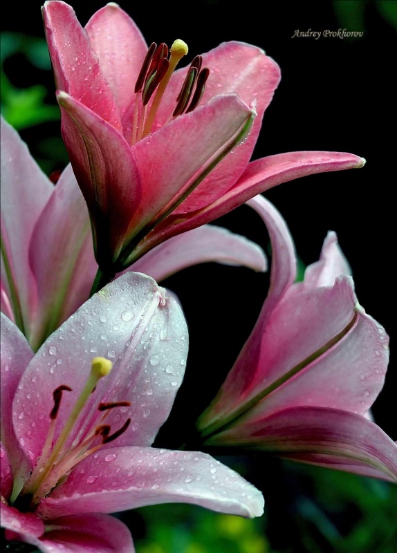 Lilies