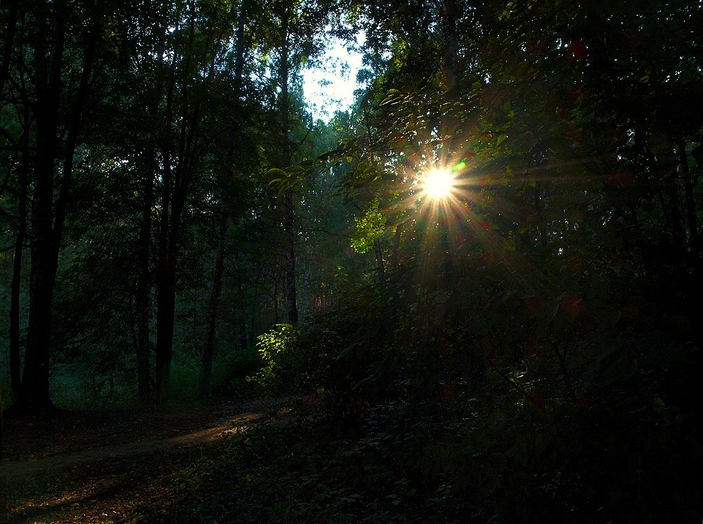 In den Hain zu Vecherka ...