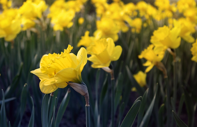 Narzissen