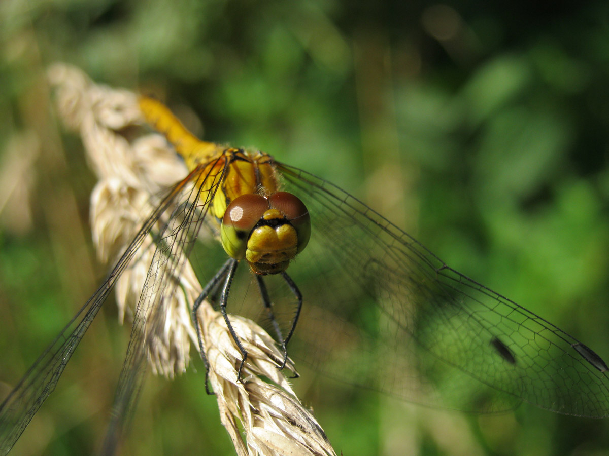 Libelle auf einem Grashalm