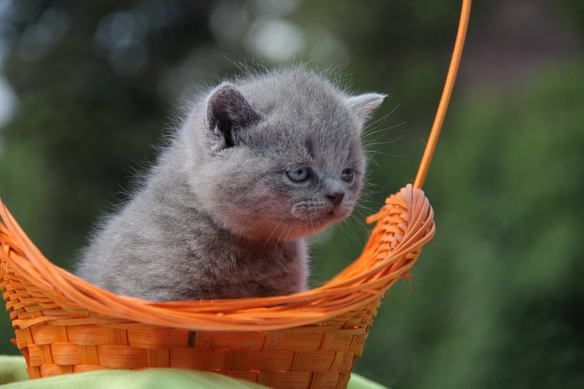 Warum sollte er Tahiti? Es ist nicht schlecht hier und Futter ..))