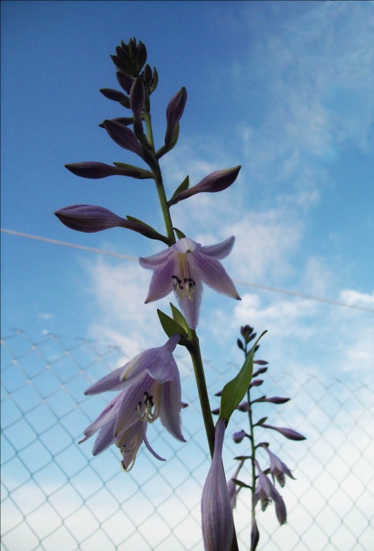 Schönheit in den Wolken ...