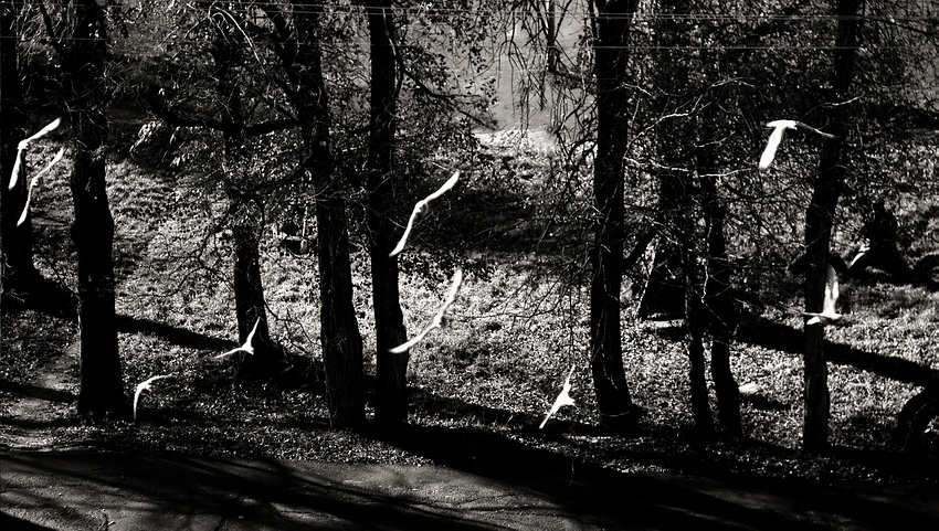 Fliegen in einer Herde von weißen ...