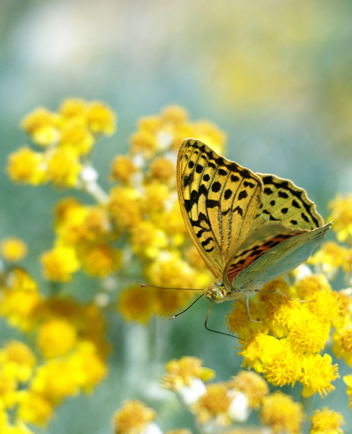Die Freude des Sommers