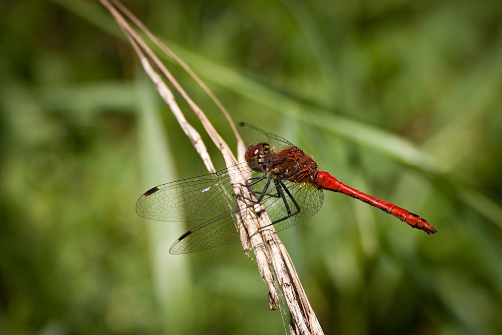Dragonfly