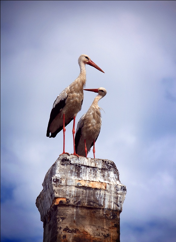 Sprechen Sie mit den Schornstein