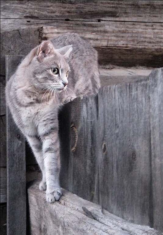Portrait in Graustufen