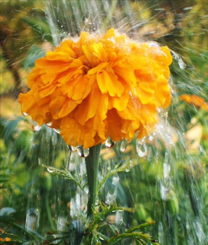 In Tropfen des Lebens