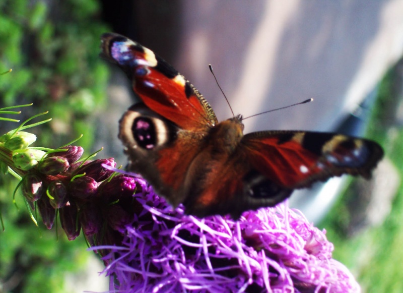 Sommer Schmetterling