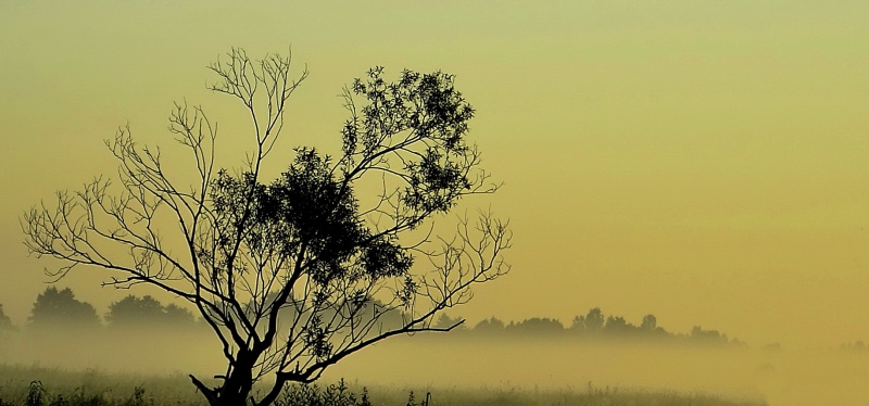 Withering ohne dich ...