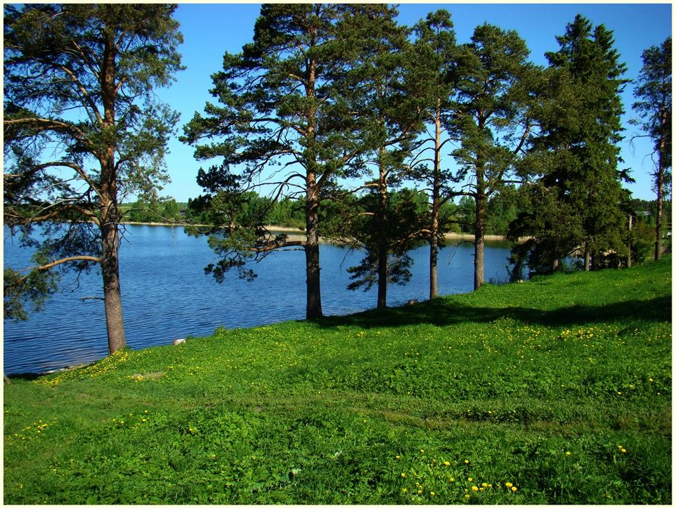 Ferapontovskie Kiefer