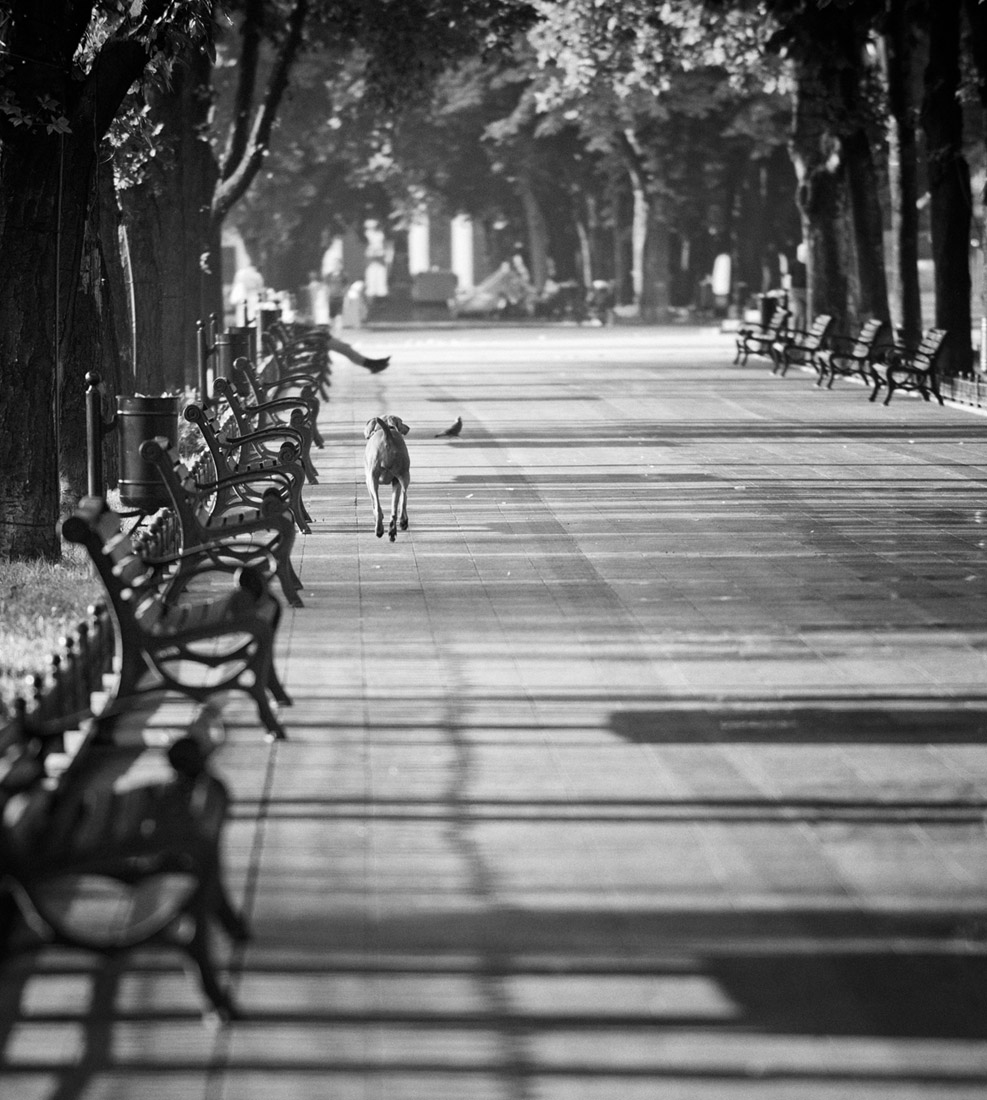 Flügel ...? Füße? ... die wichtigsten Schwanz ...