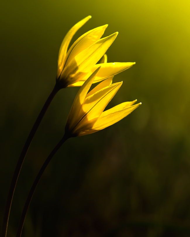 Ein Hauch süßer ... der Wind ...