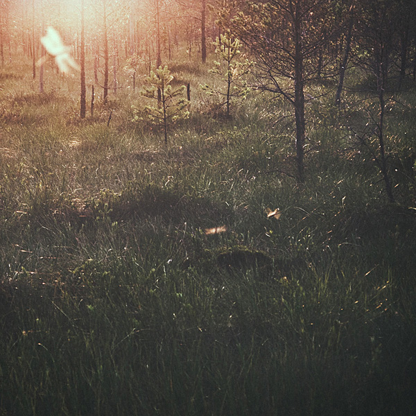 Libellen in den Sumpf