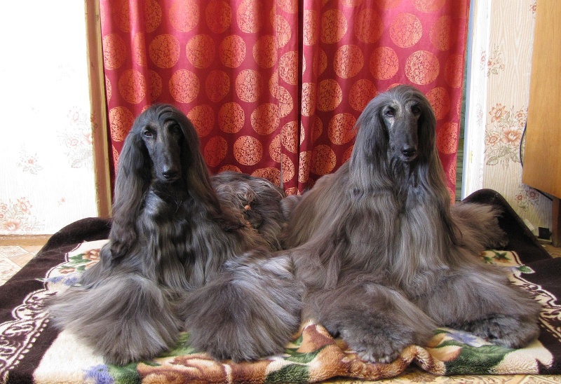 Ich schaue dich an wie ein Spiegel ...