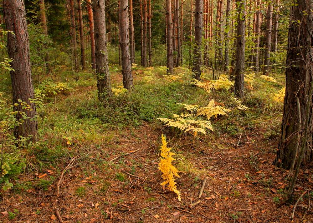 Auf der Suche nach einem blühenden Farn
