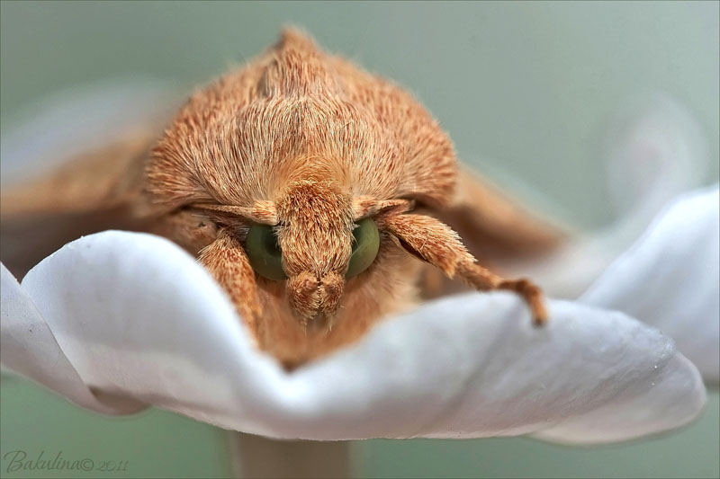 Delicate Schmetterling