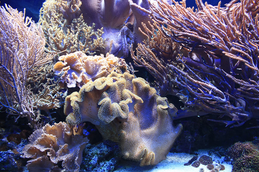 Farbe Unterwasser - 2