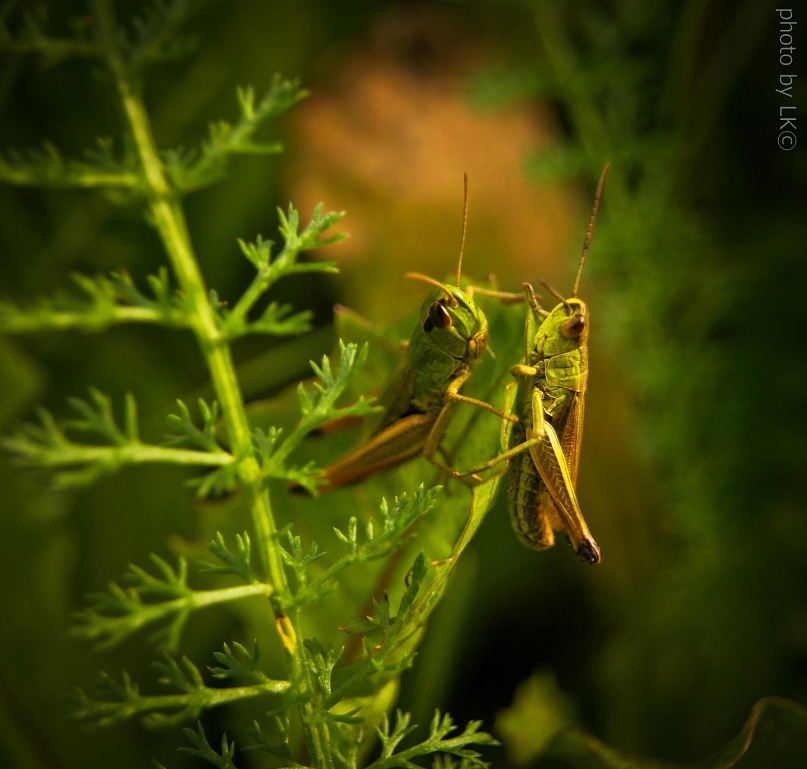 reden, mein Freund:)