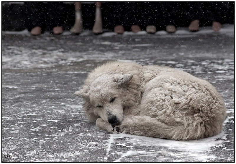 Ein weiterer Schneesturm