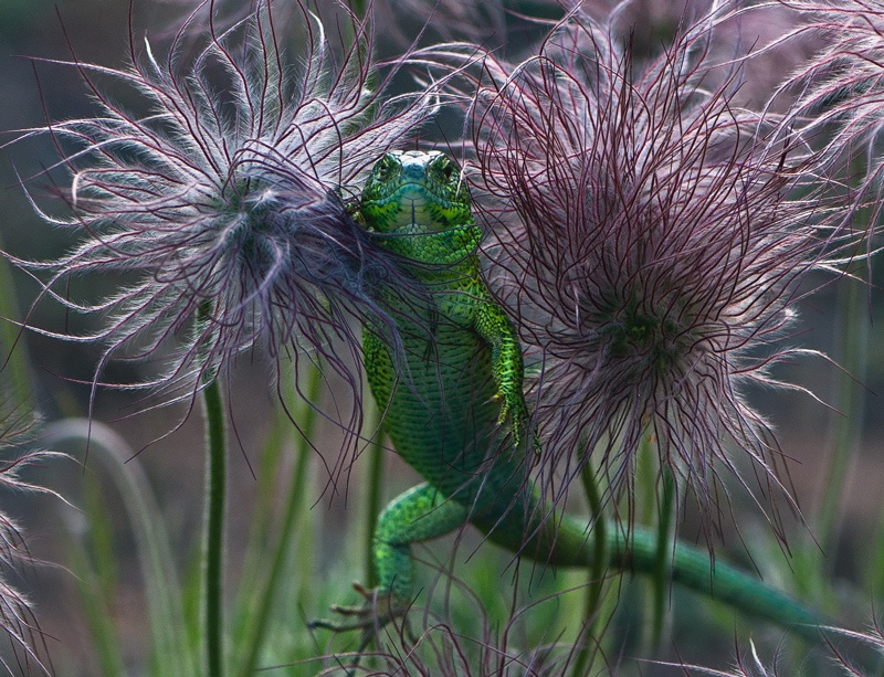 Laufen auf dem flauschigen Wellen ...