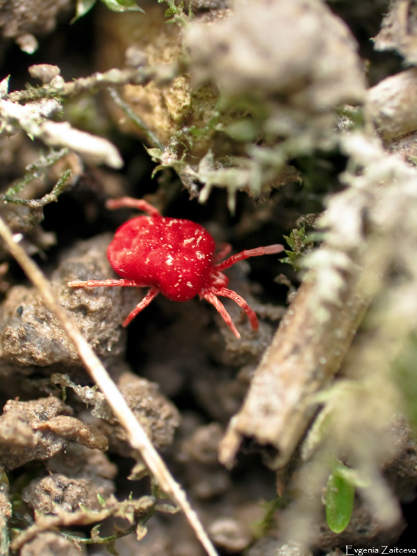 Velvet mite