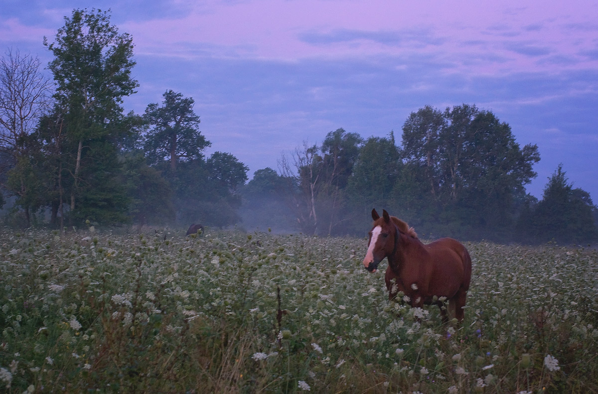 Eine halbe Stunde vor der Dämmerung ...