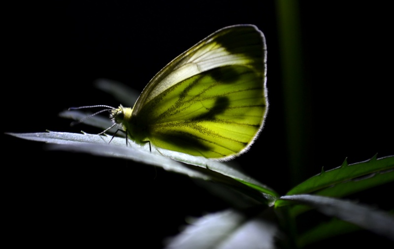Sleeping Schmetterling