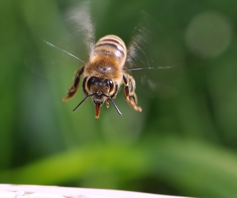 Pchelka.Bystree, um etwas Wasser, trinken ...