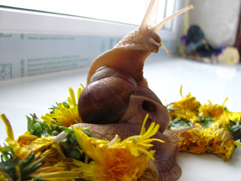 Snail Schnecke ...