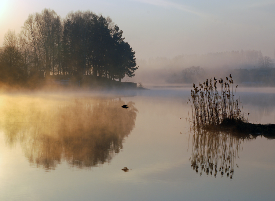 etwa einen Morgen Vogel