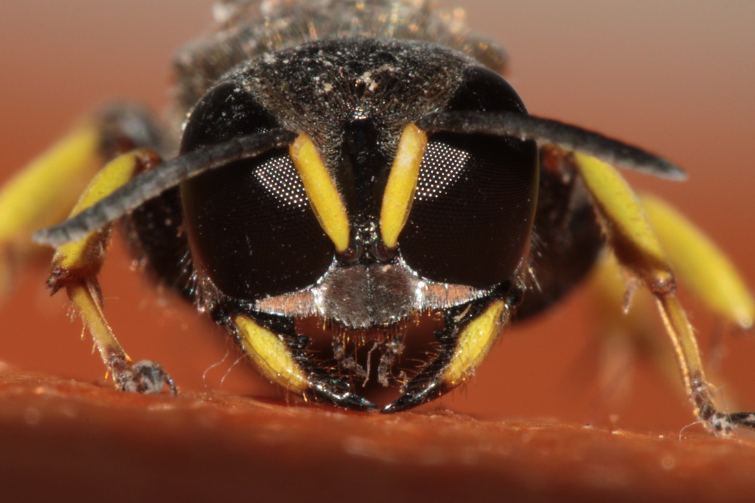 Wasp Blick