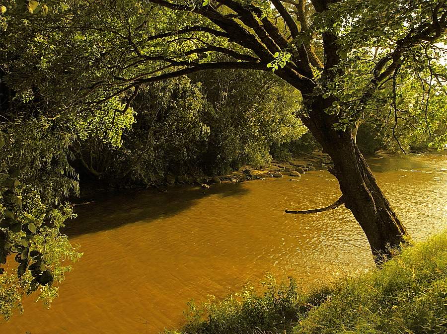 Unter dem Baldachin von elm