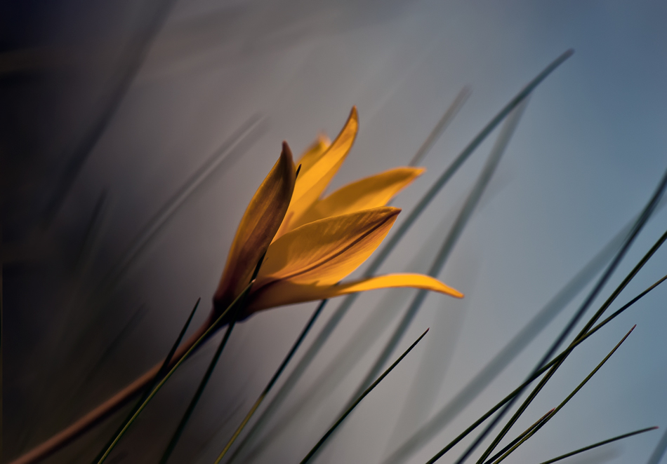 Nostalgie für den Frühling ...