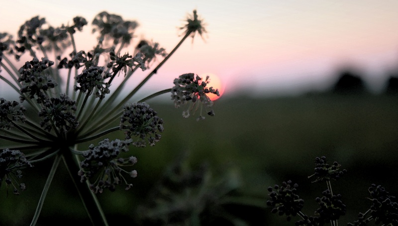 Weeds auch lieben die Sonne!