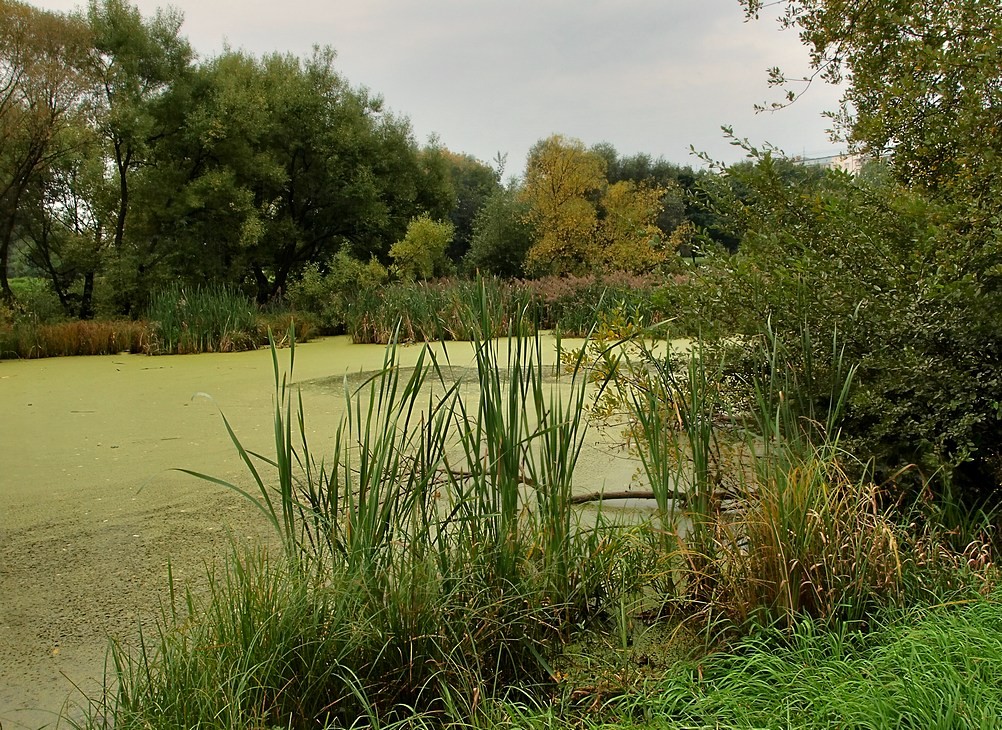 Marsh auf der Yauza ...