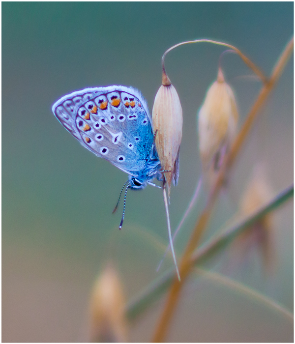 Kupfer-Schmetterling