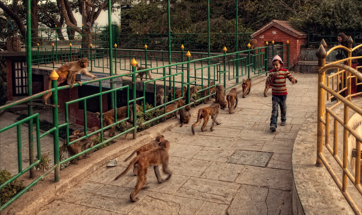 Die Straße Affen ...