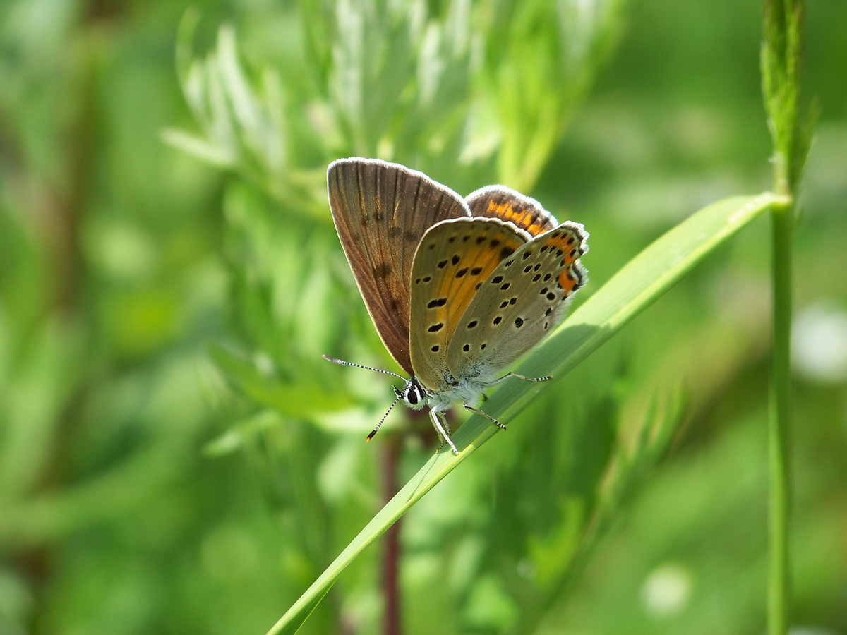 Kupfer-Schmetterling Schmetterling Lycaenidae (Cupidinidae)