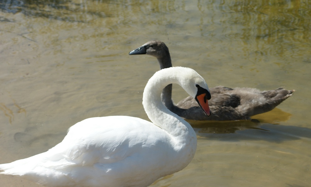 Swans