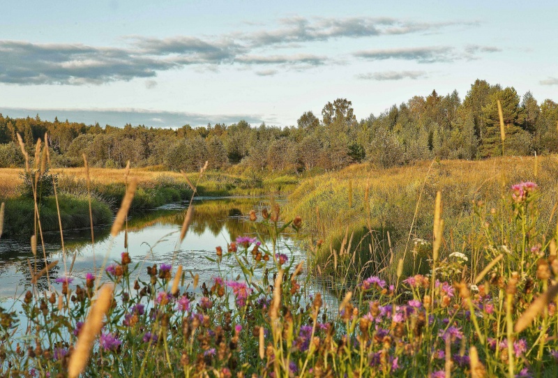 August, späte Blüten.