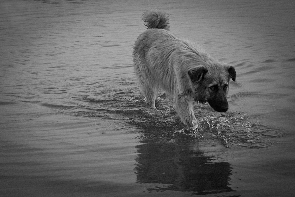 ... Niemand sucht ...